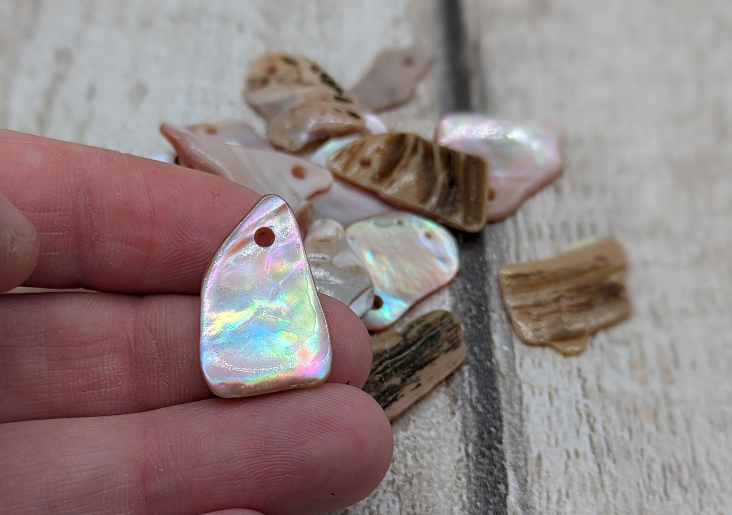 10 New Zealand fresh water mussel shell top drilled beads.