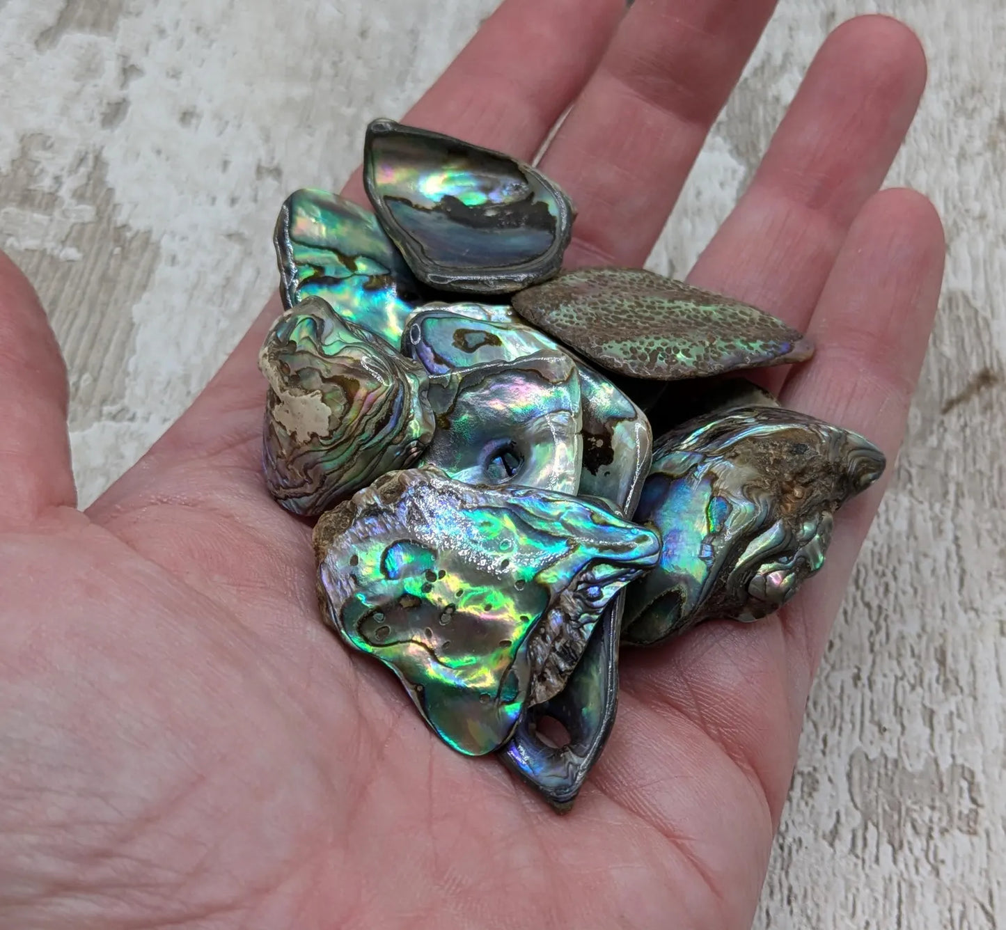 New Zealand rainbow pāua abalone shell odd shape pouch.