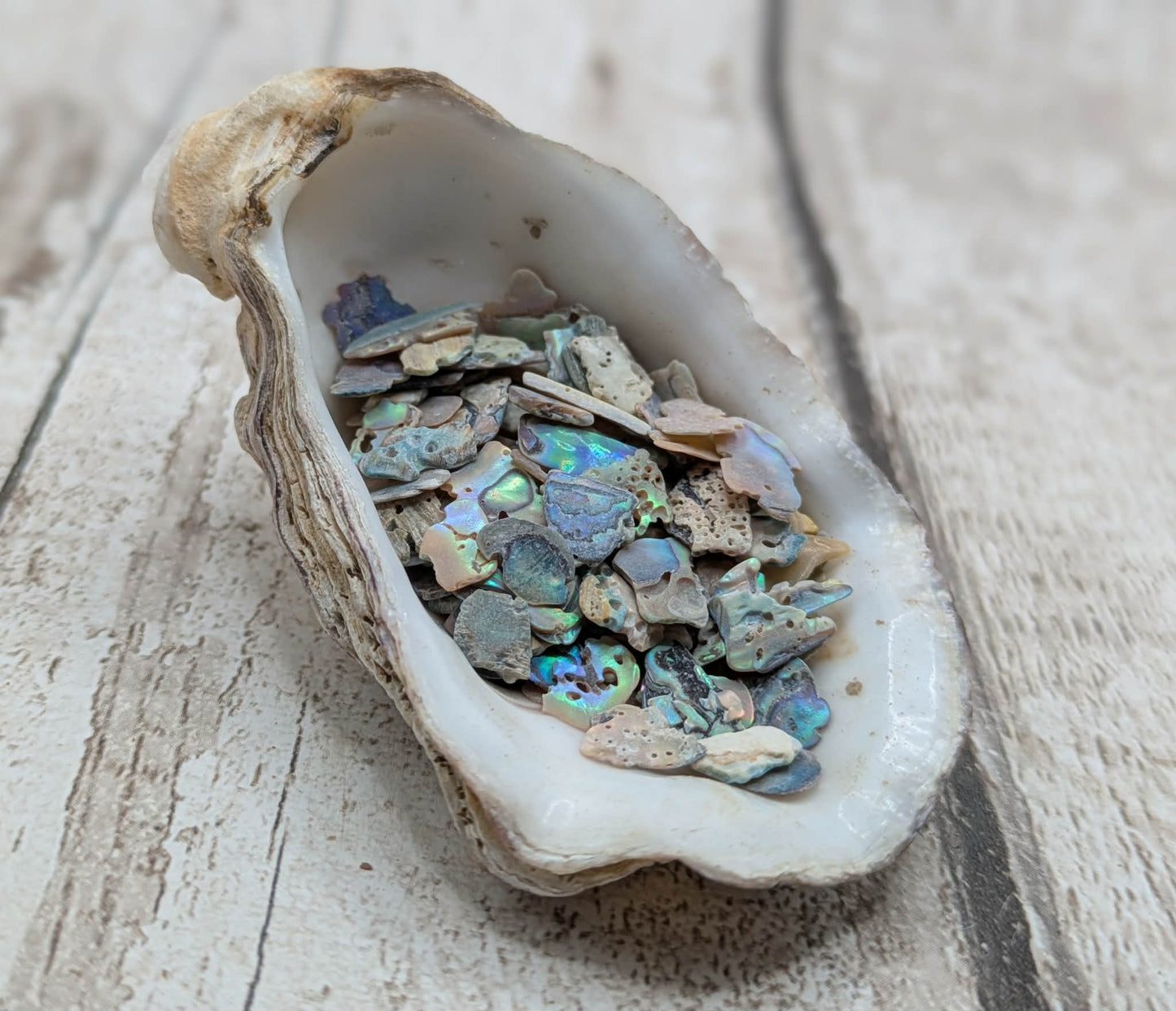New Zealand abalone Pāua shell chip.