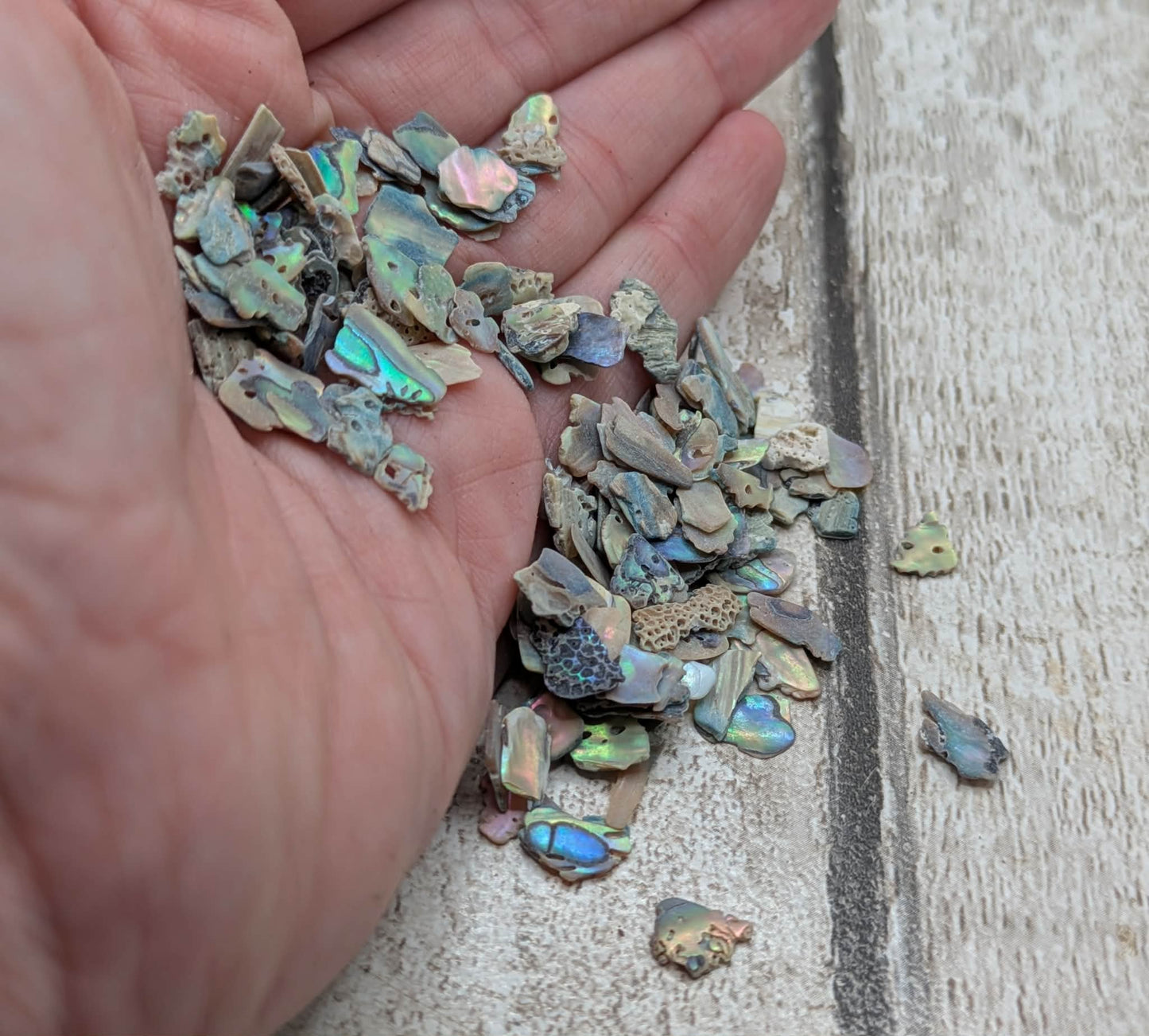 New Zealand abalone Pāua shell chip.