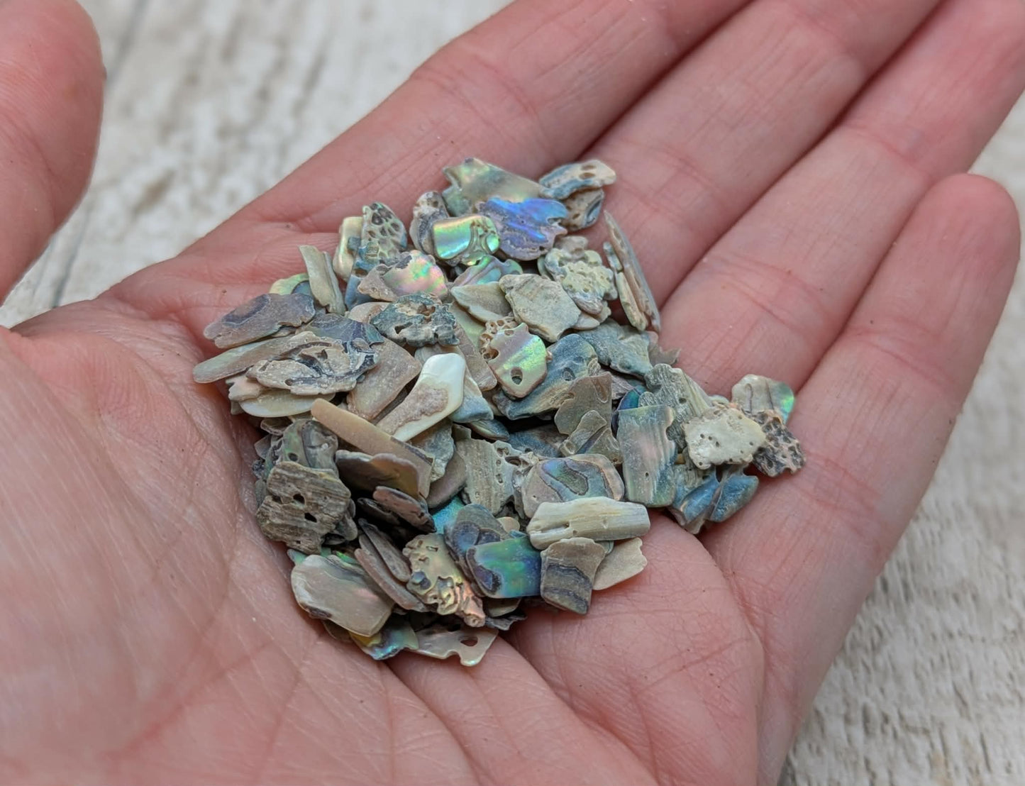 New Zealand abalone Pāua shell chip.