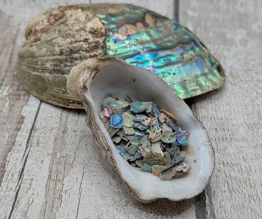 New Zealand abalone Pāua shell chip.