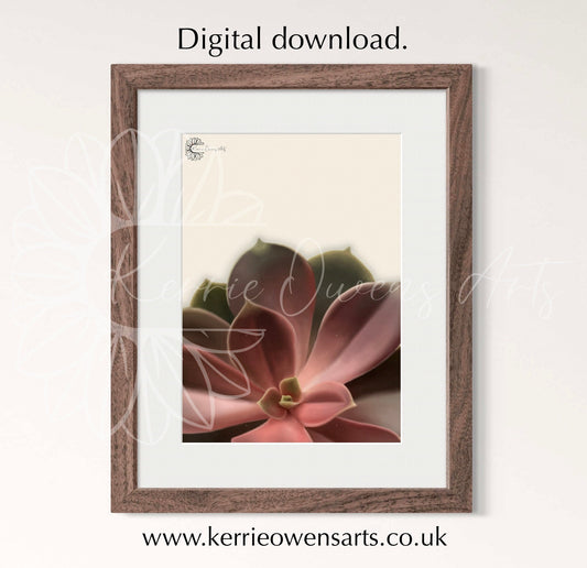 Red succulent poster illustration, digital download.