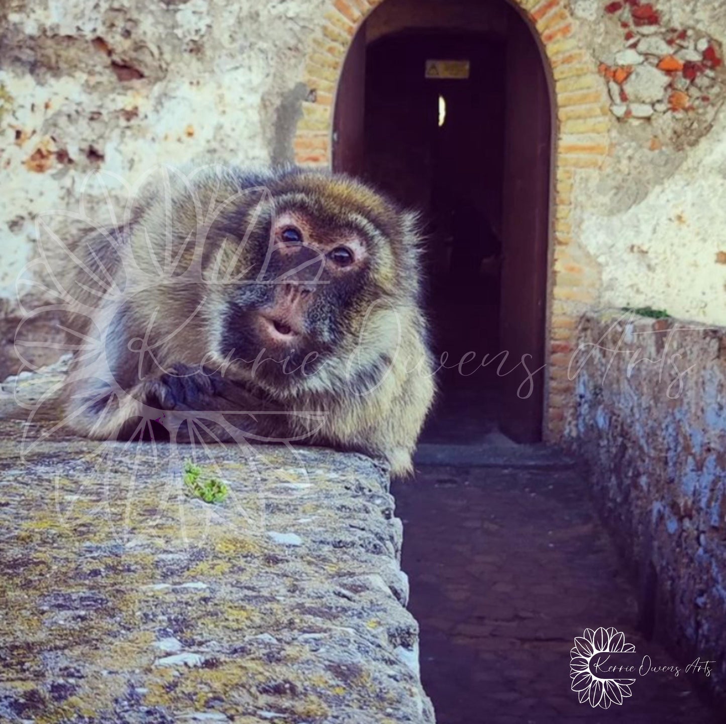 Barbary ape of Moors castle, photography print, digital download.