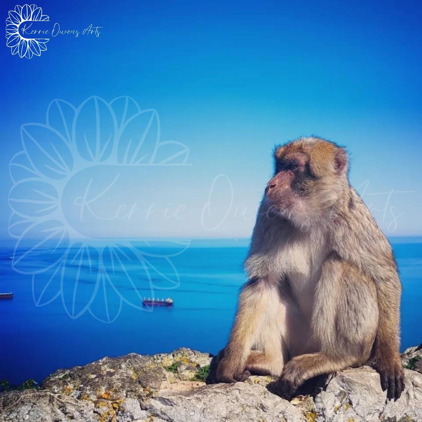 Ape of Gibraltar, photographic print, digital download.