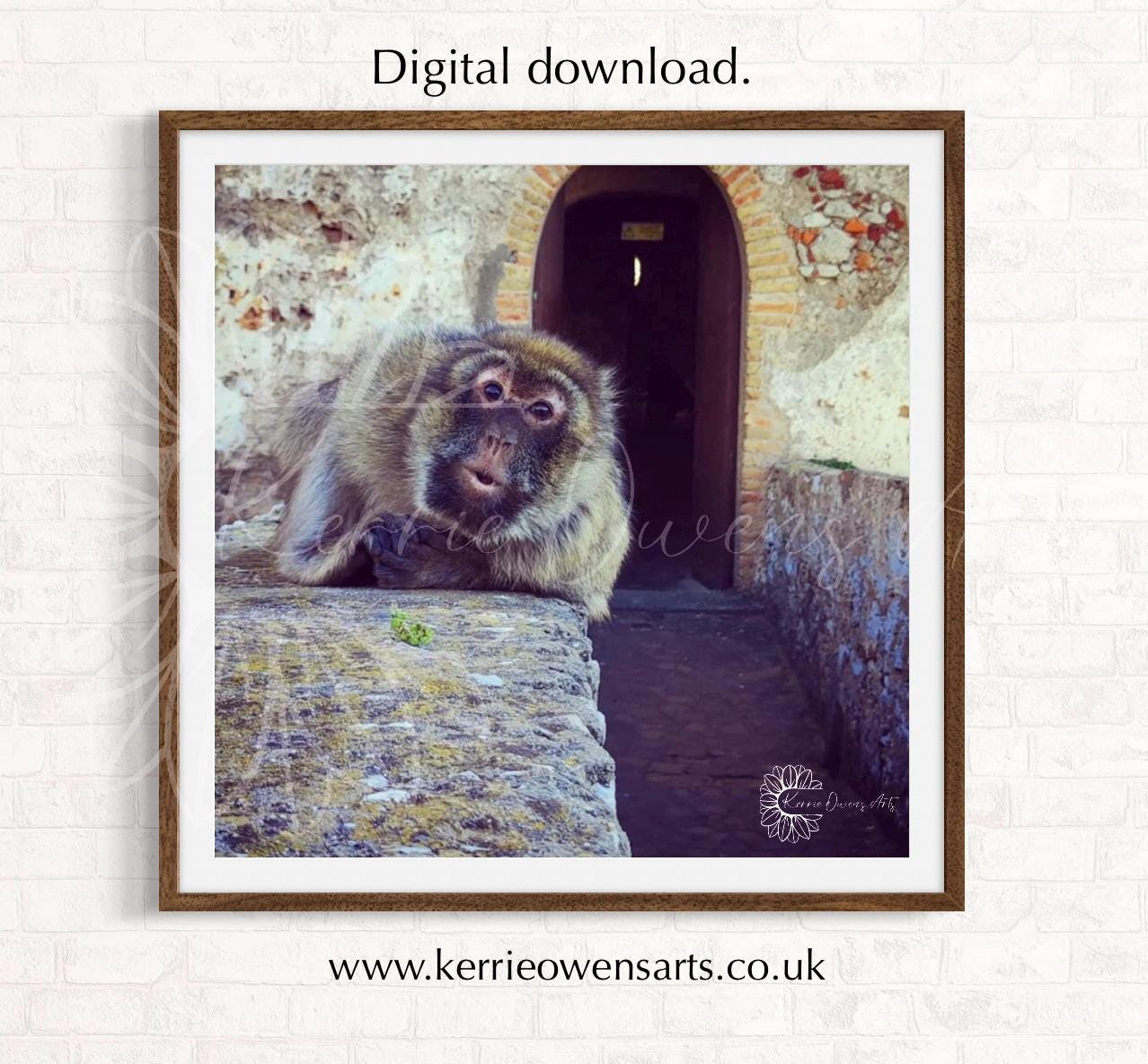 Barbary ape of Moors castle, photography print, digital download.