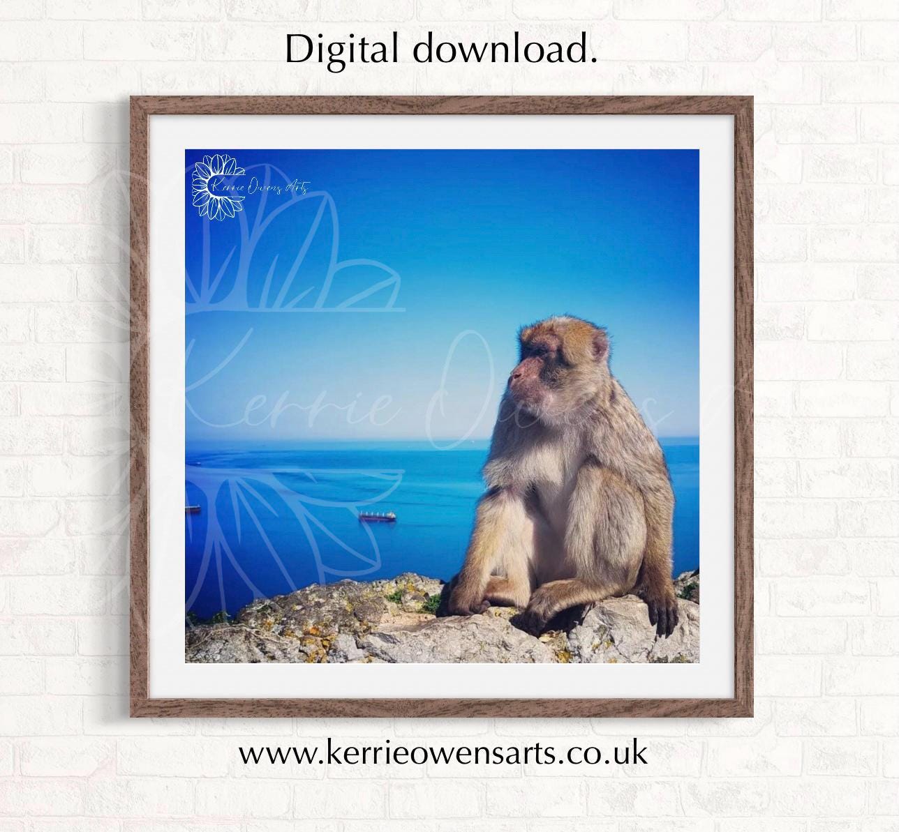 Ape of Gibraltar, photographic print, digital download.