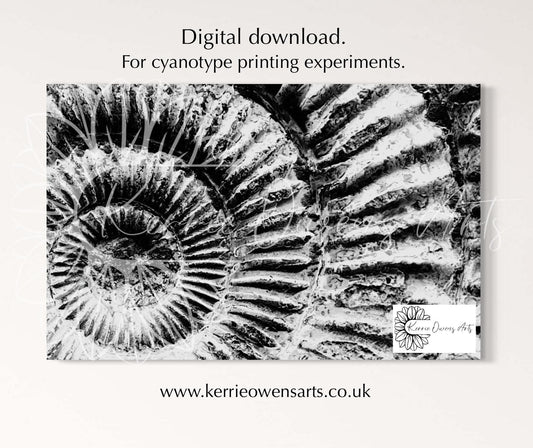 Whitby ammonite cyanotype negative template, digital download, print at home.