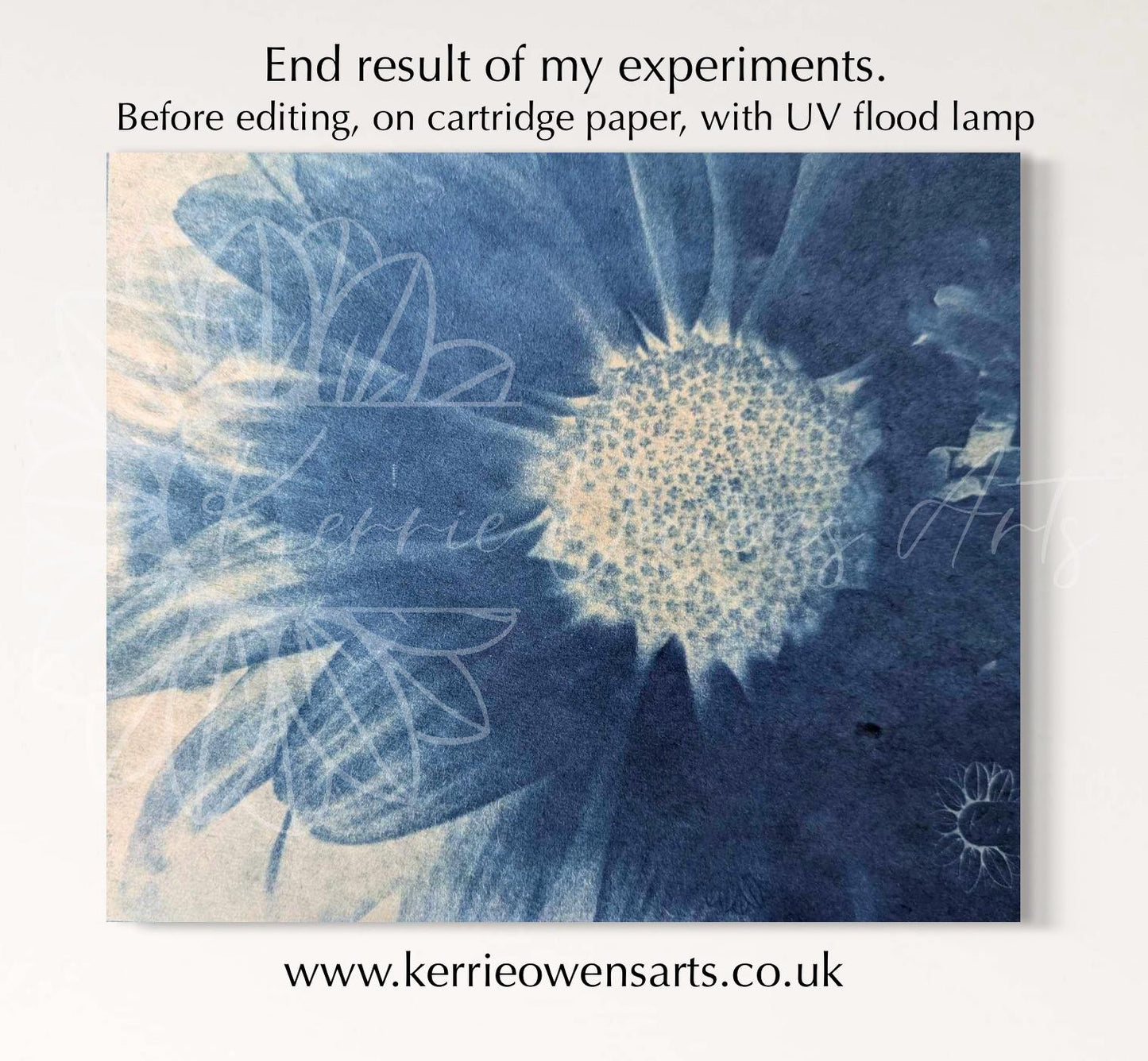 Shasta daisy, cyanotype negative print for acetate sheets, print at home, digital download.