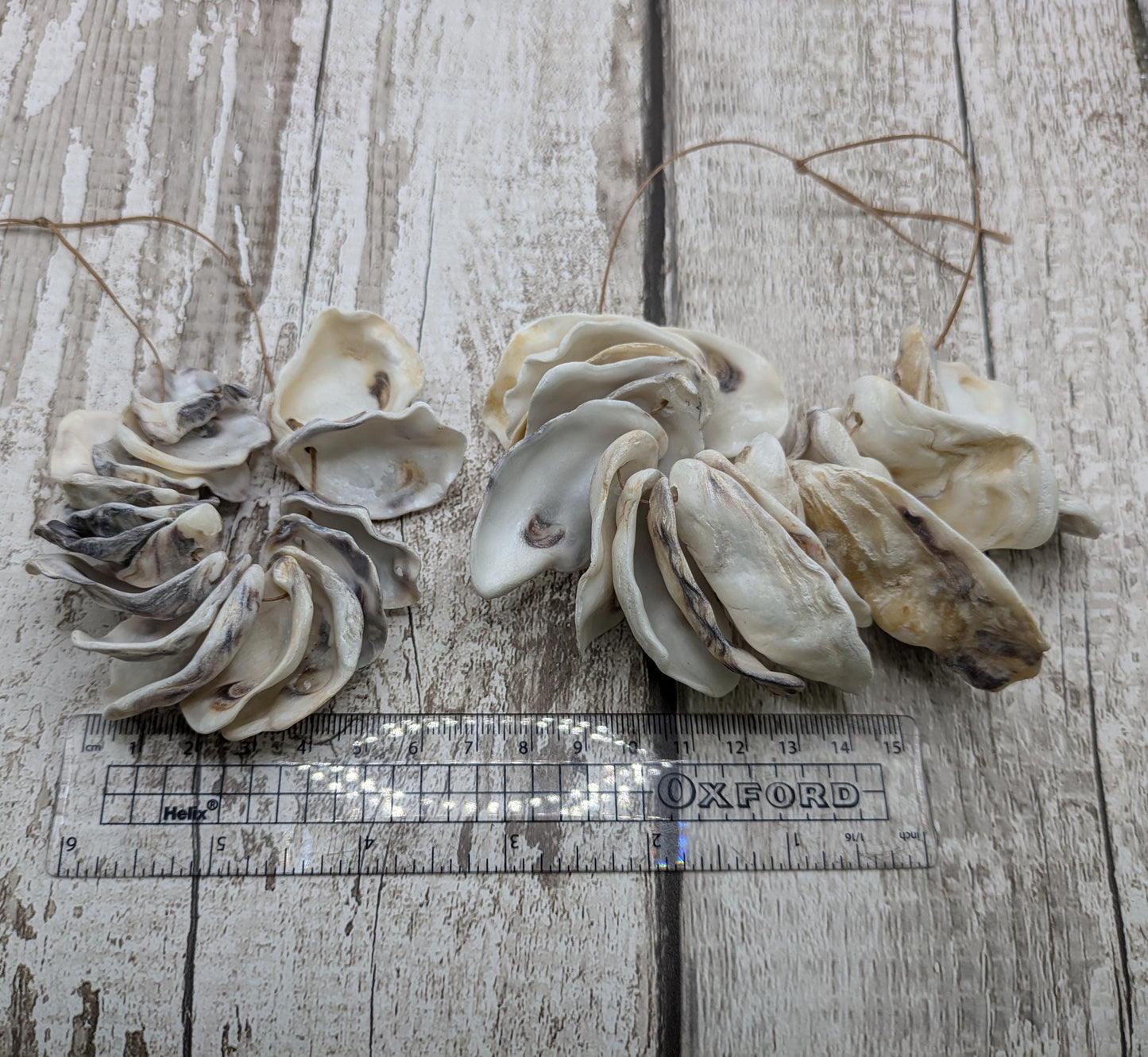 drilled oyster shell beads for decoration and jewellery making.