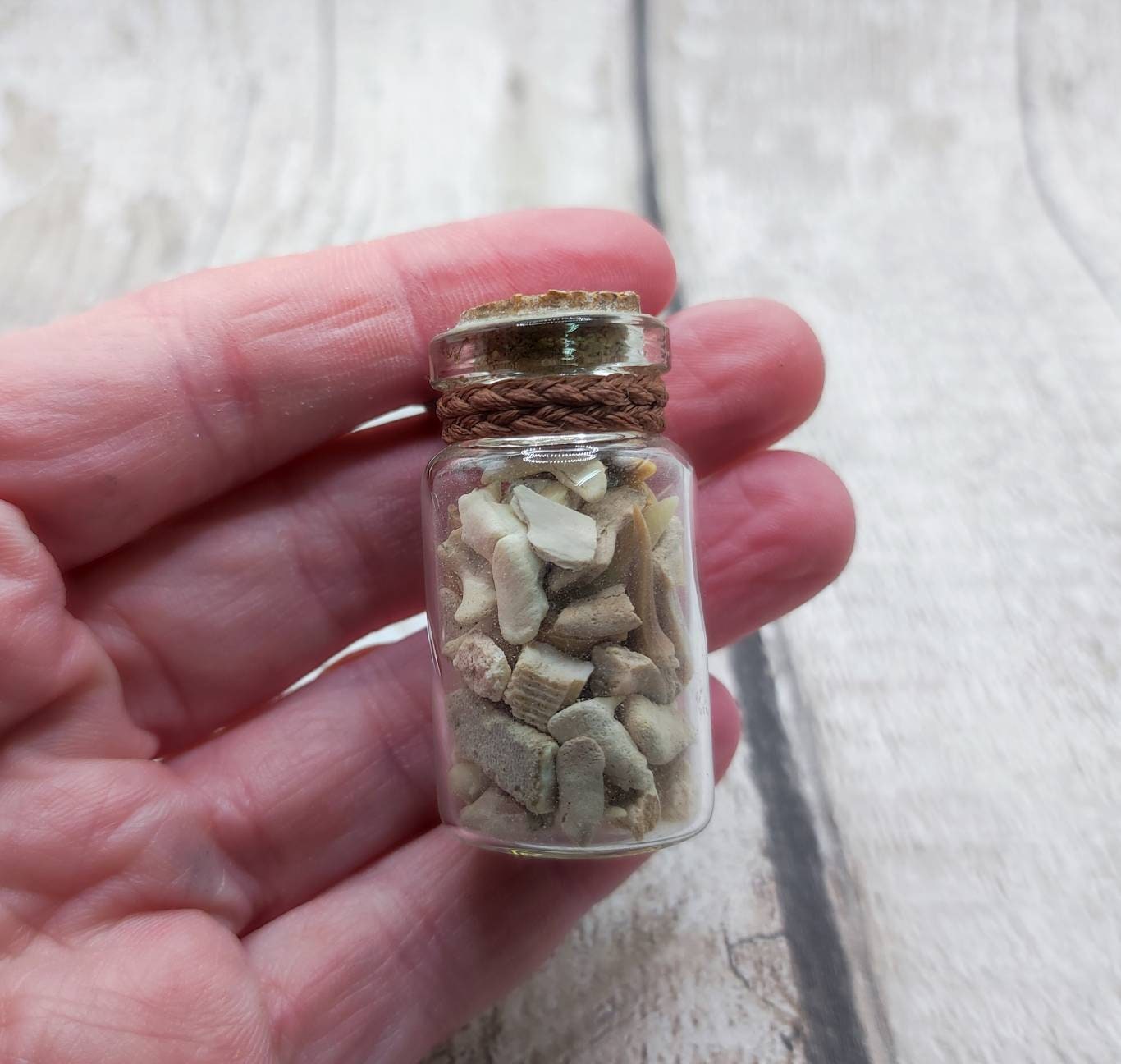 Fossilised sharks teeth glass bottle pendant.