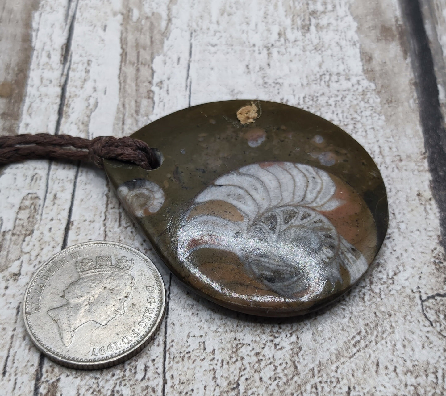 Goniatite ammonite fossil drop pendant.