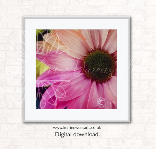 Pink shasta daisy in colour, photographic print, digital download.