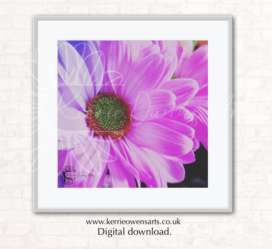 Pink shasta daisy, photographic print, digital download.