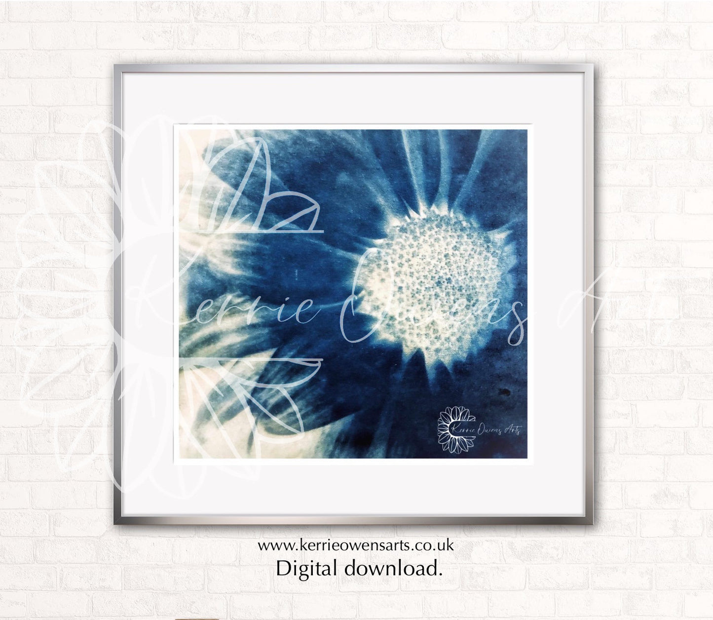 Shasta daisy cyanotype photograph print, digital download.