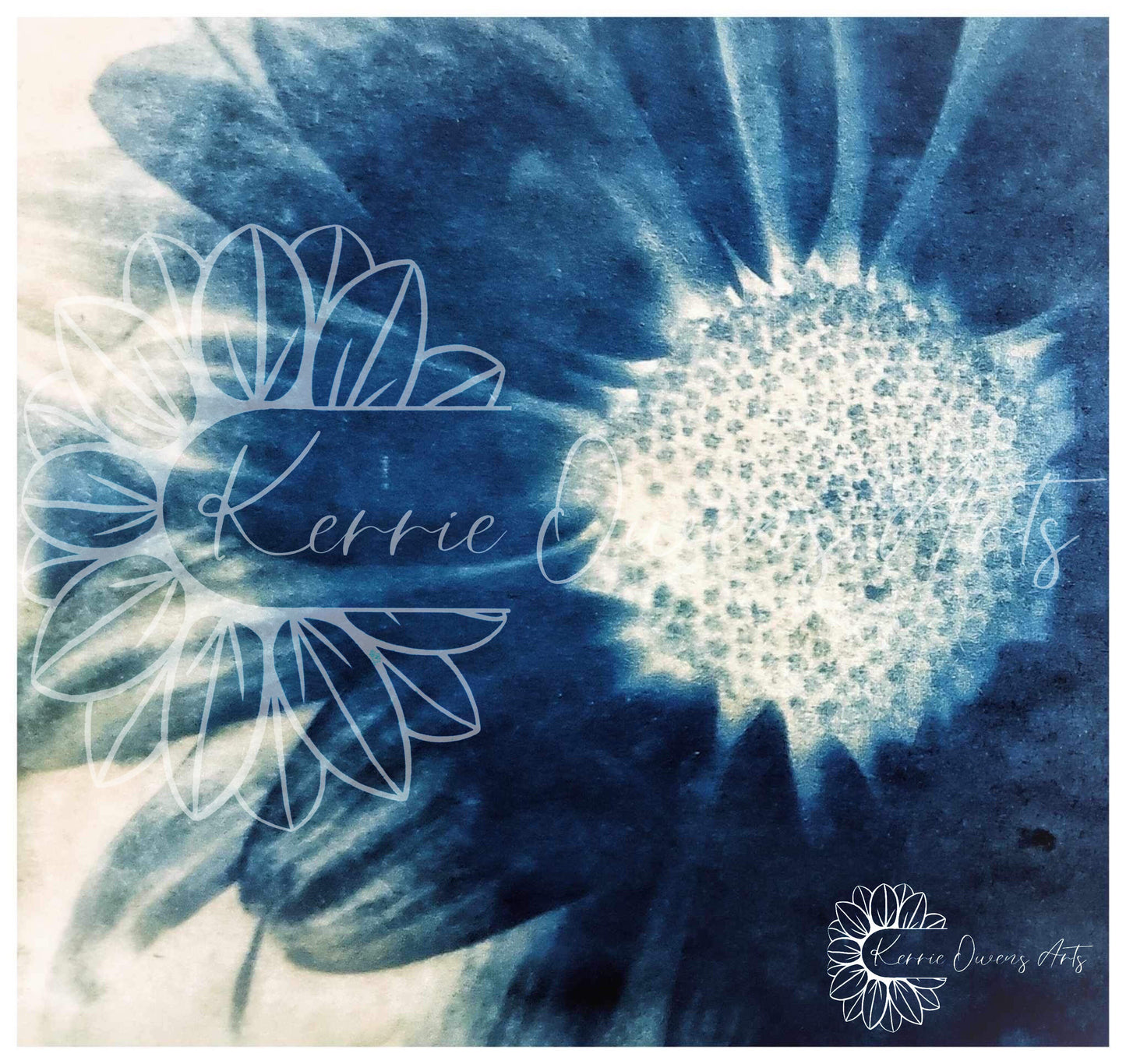 Shasta daisy cyanotype photograph print, digital download.