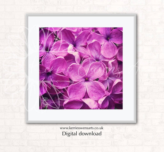 Lilac flowers in full colour, photograph print, digital download.