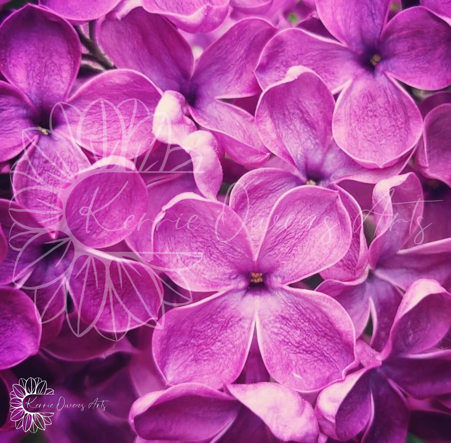 Lilac flowers in full colour, photograph print, digital download.