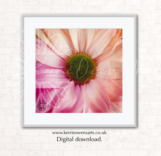 Shasta daisy flower, photographic print, digital download.