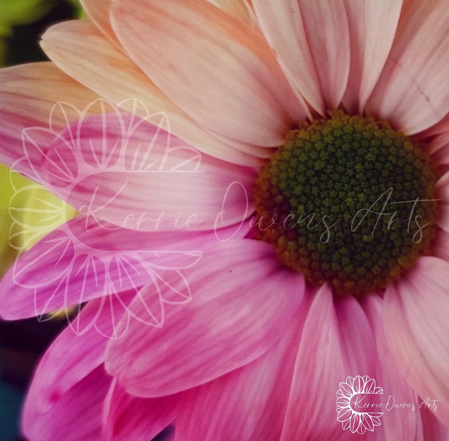 Pink shasta daisy in colour, photographic print, digital download.