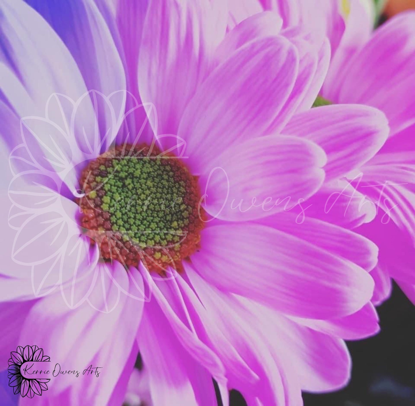 Pink shasta daisy, photographic print, digital download.