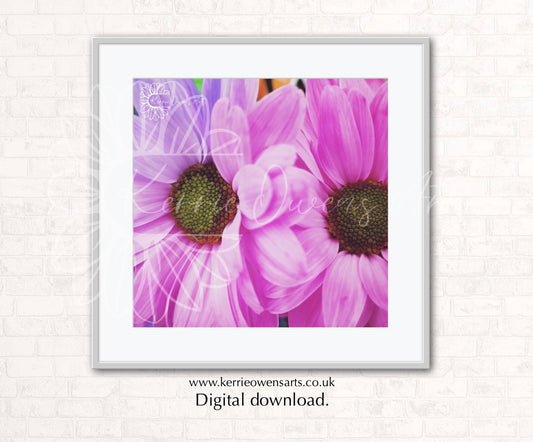 Two pink shasta daisies, photographic print, digital download.